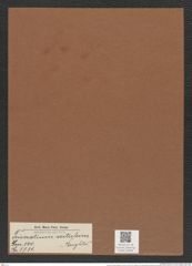 Triceratium scitulum Brightw. (de-Toni-Nr.: Genus 140, Species 3731) Zeichnungen Sammlung Grunow Mappe 03836 (Herbarium_W_Grunow_drawings_Folder_03836)